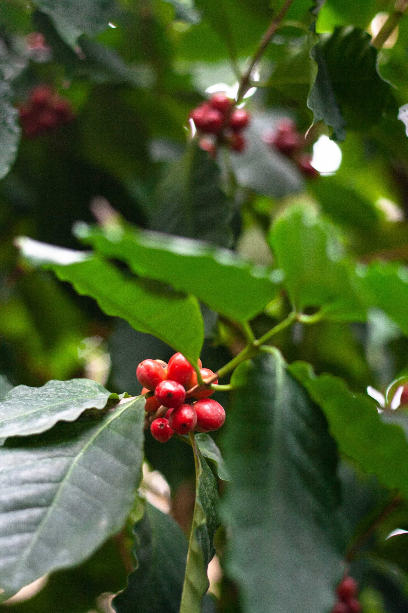Die Kaffeesträucher im Nutzpflanzenhaus der Wilhelma tragen derzeit ihre roten Beeren, die jeweils zwei bis drei Bohnen enthalten.
